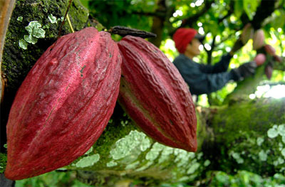 Ekspor Produk Olahan Kakao Capai Rp 1,18 Triliun