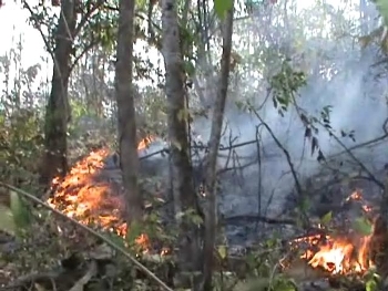 Hutan Perbatasan Nganjuk-Bojonegoro Terbakar