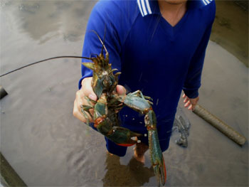 Nelayan Lumajang Pilih Tangkap Lobster