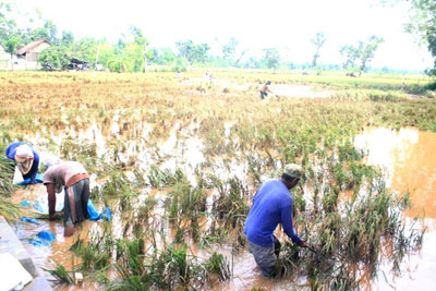 Ratusan Hektare Sawah di Tulungagung Terendam