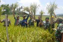 TNI AD Peduli Ketahanan Pangan Dampingi Petani