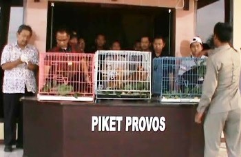 Polres Probolinggo-BKSDA Tangkap Penjual Lutung