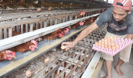 Kenaikan Harga Telur Ayam Masih Terjangkau