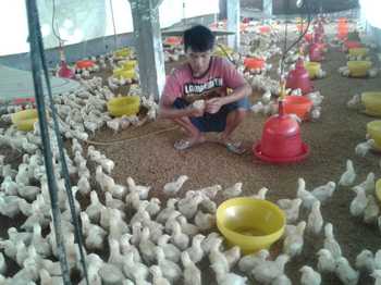 Peternak Ayam Kab.Malang Keluhkan Biaya Produksi