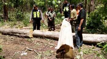 Tim Gabungan Amankan Kayu Ilegal Logging