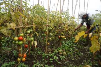 Petani Tomat Desa Tlekung Kota Batu Merugi