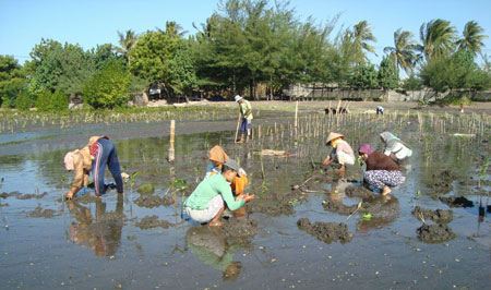 Dirangkul Pendonor MFF Thailand, Berhasil Tanam Ribuan Pohon Mangrove
