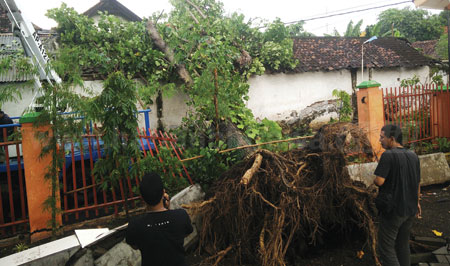 Puting Beliung Tumbangkan Puluhan Pohon di Pasuruan