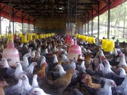 Warga Kota Batu Tuntut Penutupan Ternak Ayam