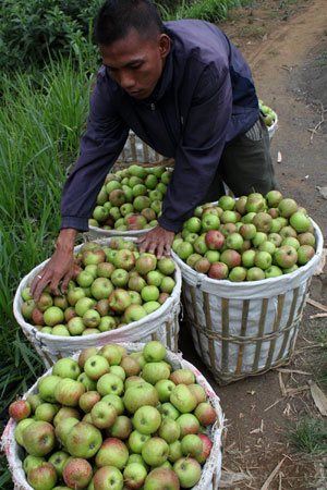 Musim Hujan, Tak Pengaruhi Produksi dan Kualitas Apel