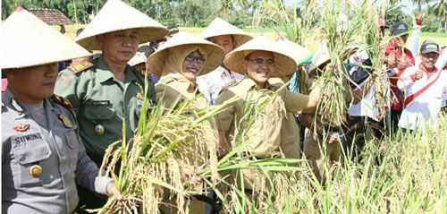 Target 200 Hektare Sawah Padi Organik