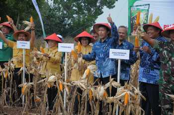 Petro HI-Corn-Phonska Plus Tingkatkan Panen Jagung Petani