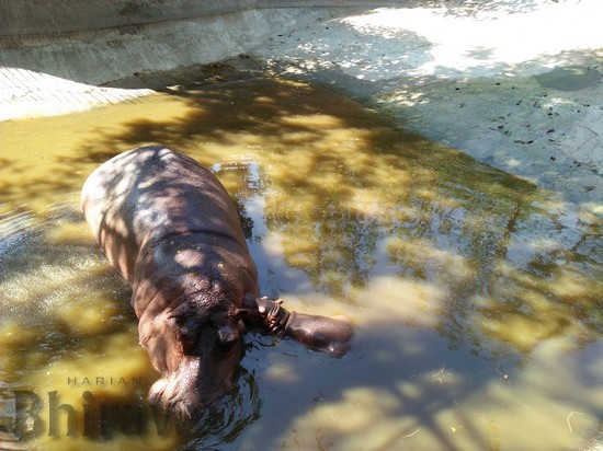 Menggemaskan,Kuda Nil di Maharani Zoo Melahirkan