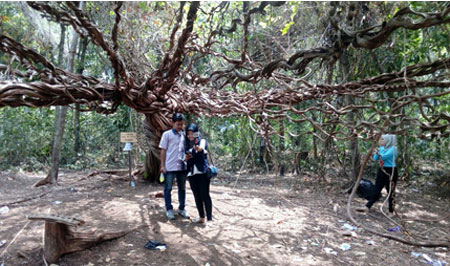 Keindahan Akar Pohon Trinil Jadi Favorit Swafoto, Ada Goa yang Belum Terjamah