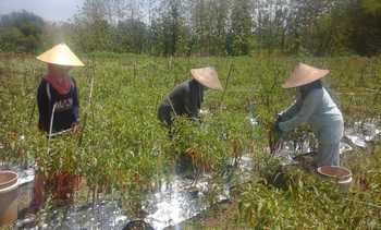 Petani Bojonegoro Tak Menikmati Tingginya Harga Cabai