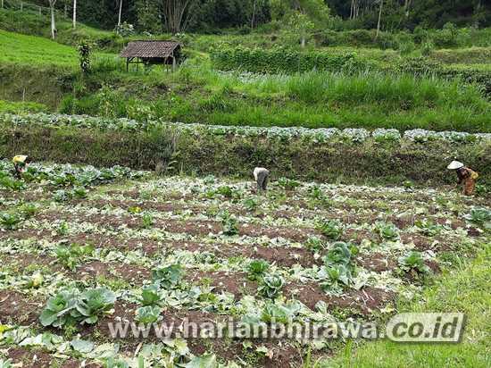 Harga Sayur di Petani Pujon Kabupaten Malang Alami Kenaikan