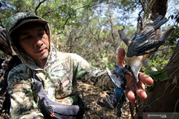 Burung Dilindungi Mati Tergantung di Mangrove Pamurbaya