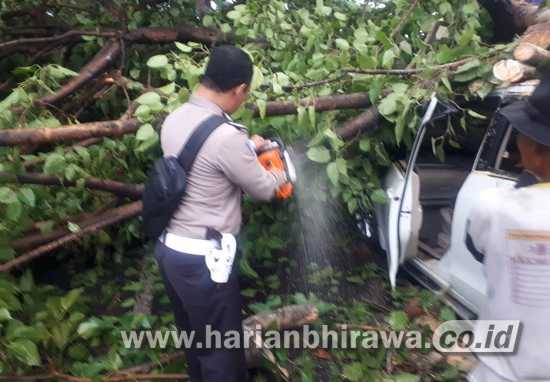 Pohon Tumbang Menimpa Ertiga di Jalan Raya Balongbendo Sidoarjo