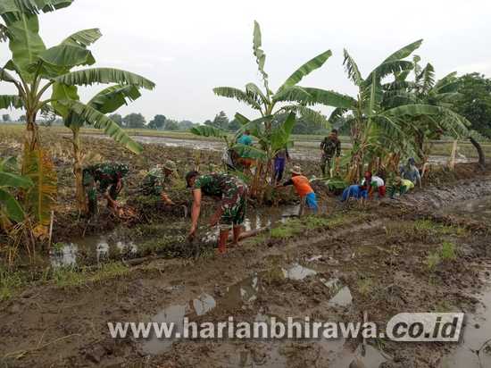 Koramil 0814/05 Perak Jombang Bersihkan Saluran Irigasi Pertanian