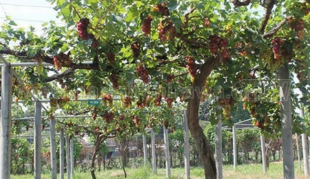 Kebun Percobaan Banjarsari Kembangkan Anggur Prabu Bestari