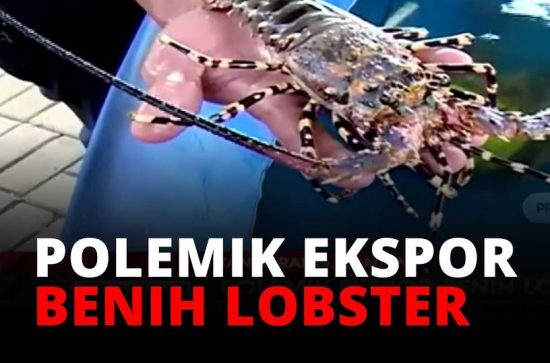 Polemik Ekspor Benih Lobster
