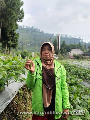 Sayurbox Beri Kesempatan Petani Lokal Jual Hasil Panen
