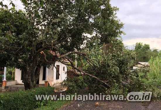 Angin Puting Beliung di Awali Hujan Melanda Desa Sukosari Bondowoso