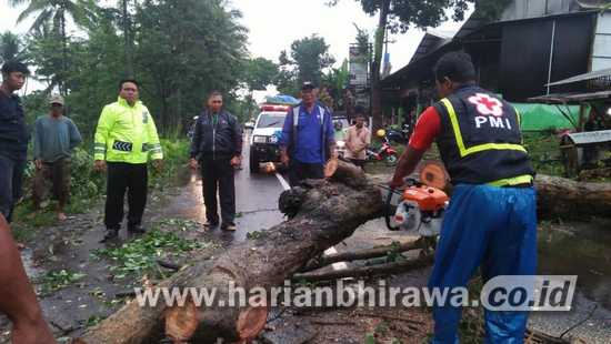 Hujan Lebat-Angin Kencang Ancam Ribuan Pohon Tumbang di Kabupaten Malang