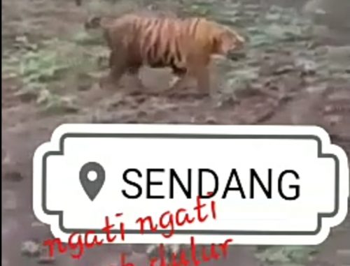 BKSDA Jatim Pastikan Video Harimau di Kabupaten Tulungagung Hoax