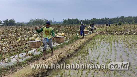 Petani Melon Kabupaten Bojonegoro, Meraup Untung di Tengah Pandemi