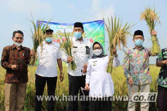 Bupati Mundjidah Wahab Apresiasi Padi Organik Desa Banjarsari Jombang