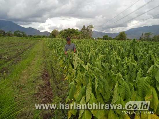 Diguyur Hujan, Ratusan Hektar Tanaman Tembakau di Kabupaten Situbondo Rusak