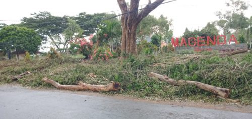 Warga Sesalkan Penebangan Pohon Sonokeling di Taman Magenda Bondowoso
