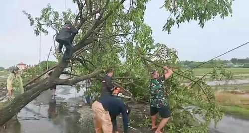 Danpos Ramil Mojoanyar Kodim 0815, BPBD dan Relawan Evakuasi Pohon Tumbang
