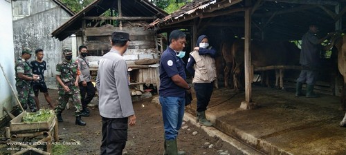 Jaga Kecukupan Stock Daging di Situbondo, Satgas PMK Pantau Kondisi Hewan Ternak