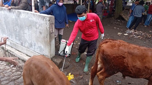 Cegah PMK, Relawan PMI Kabupaten Jember Semprot Pasar Hewan dengan Disinfektan