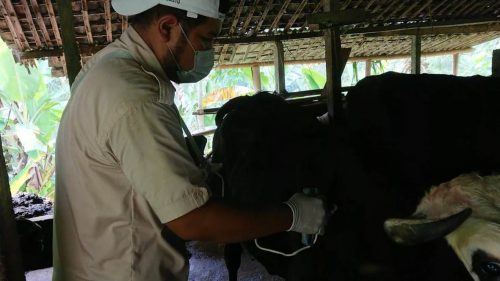 Disnak Tulungagung Sasar Dua Kecamatan Vaksinasi Pertama PMK