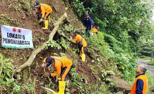 Cegah Longsor, BPBD Jatim Tanam 6 Ribu Tanaman Vetiver di Gunung Gumitir
