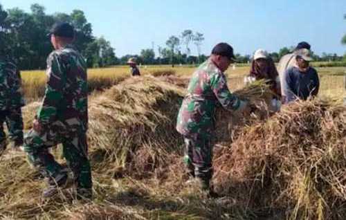 Koramil Camplong Kabupaten Sampang Bantu Petani Panen Padi