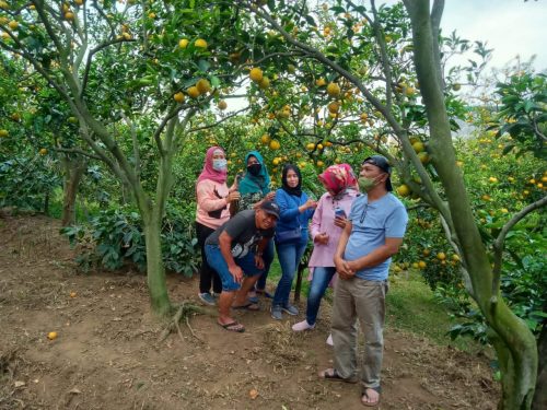 Musim Penghujan, Harga Jeruk Desa Petungsewu Kabupaten Malang Alami Penurunan Produksi