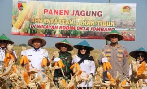 Dandim Pimpin Panen Jagung di Lahan Pertanian Kodim 0814 Jombang