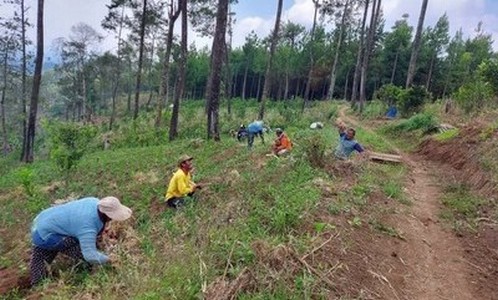 Musim Kemarau, Harga Bawang Merah Alami Deflasi di Kabupaten Malang