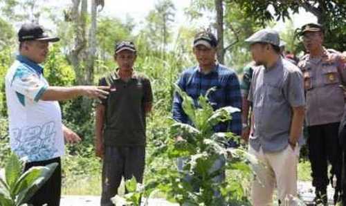 Pj Bupati Sampang Tinjau Lahan Percontohan Tembakau Organik Banyuates